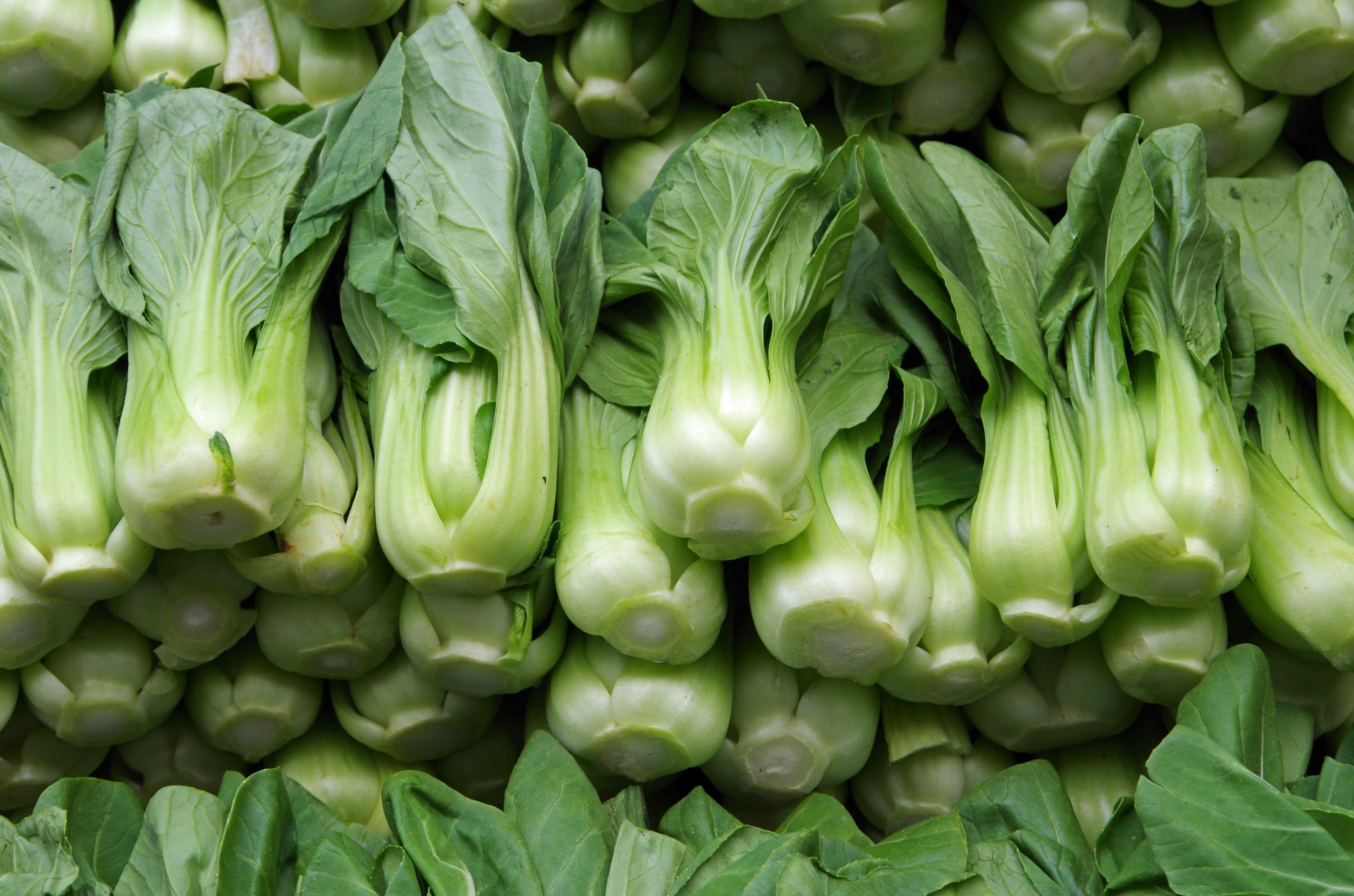 Bok Choy (3 count bag)