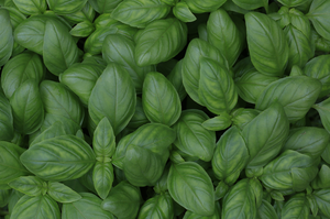 Basil (1 bunch)