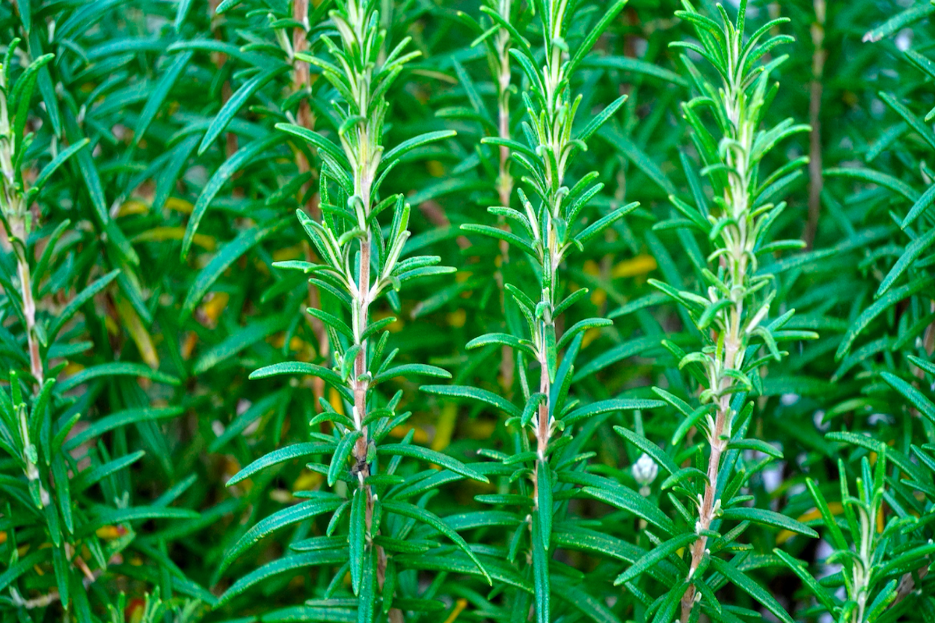 Rosemary (1 bunch)