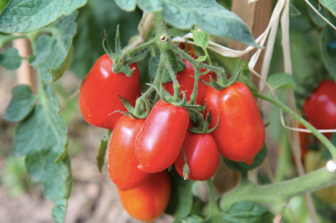 Grape Tomatoes (1 box)