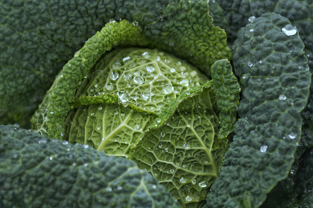 Kale (1 lb. bag)