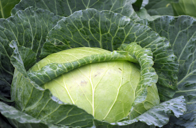 Green Cabbage