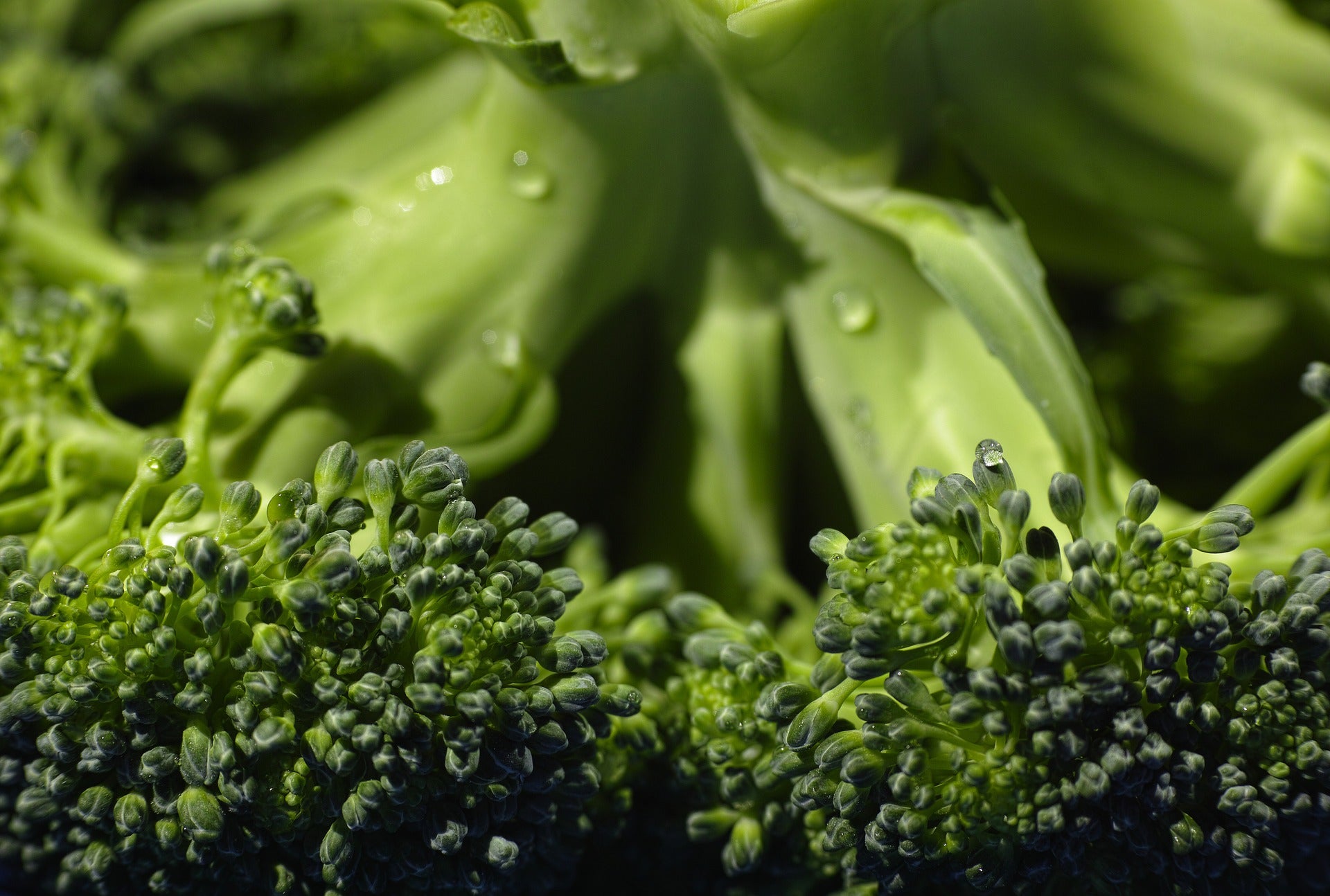 Broccoli Crowns (3 count)