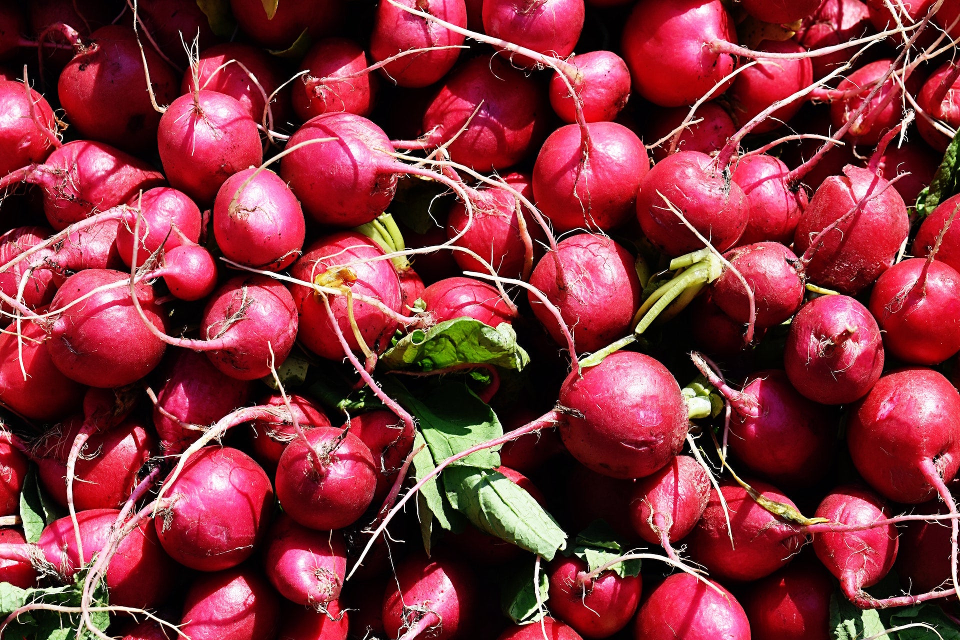 Radishes (6 oz. bag)