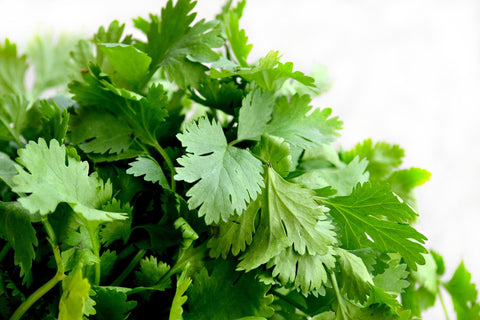 Cilantro (1 bunch)