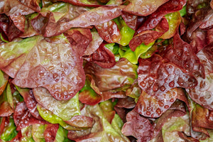 Red Leaf Lettuce (1 head)