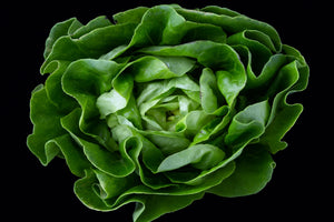 Large Bibb Lettuce (1 head)