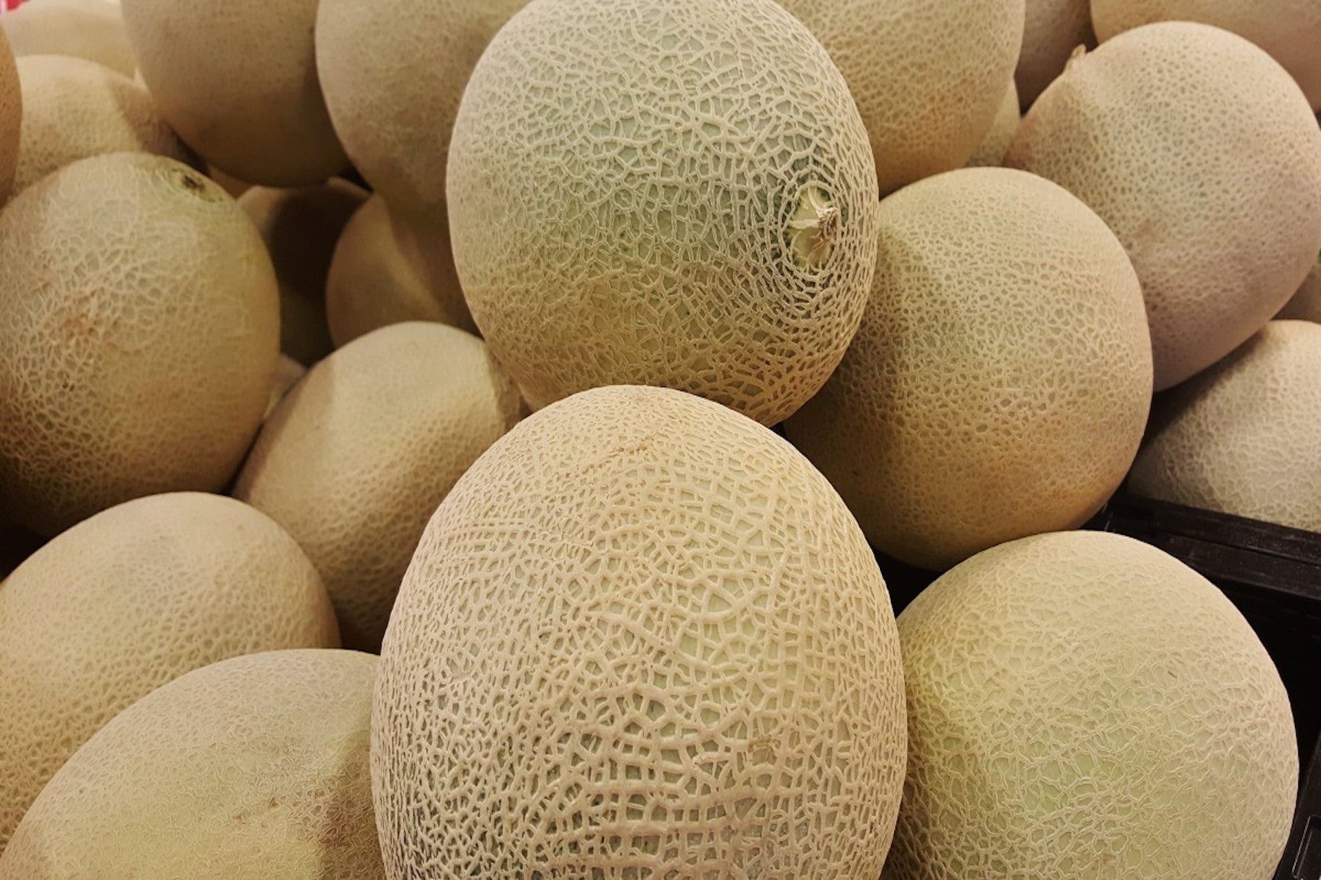 Honeydew