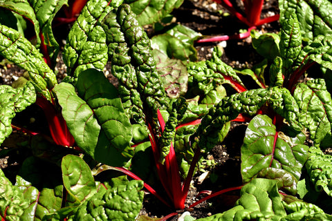 Red Swiss Chard (1 bunch)