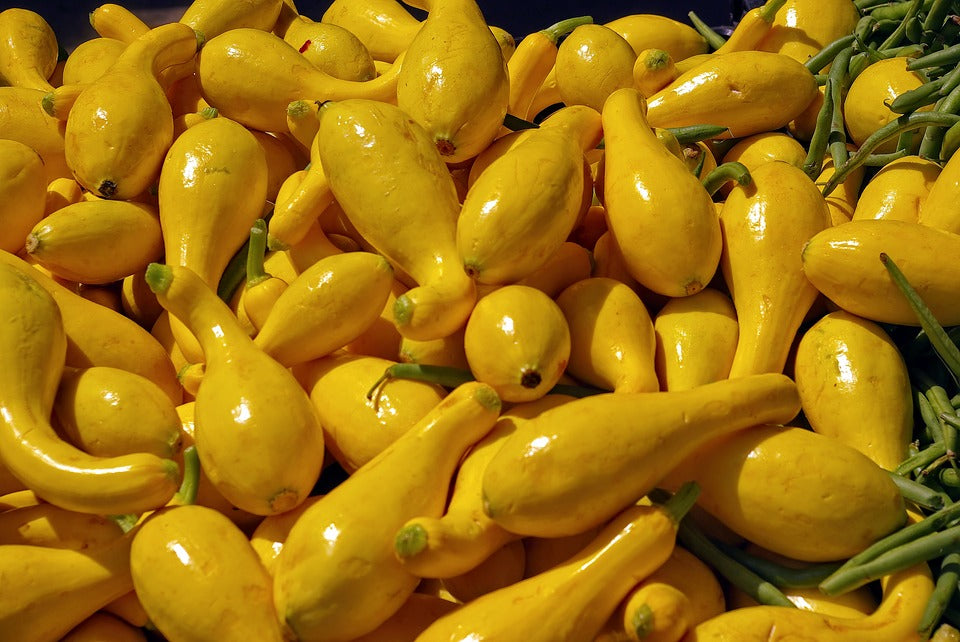 Yellow Squash (3 count)